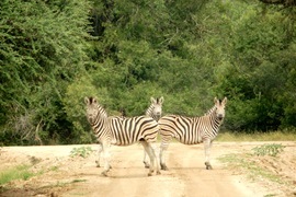Grid south african zebras