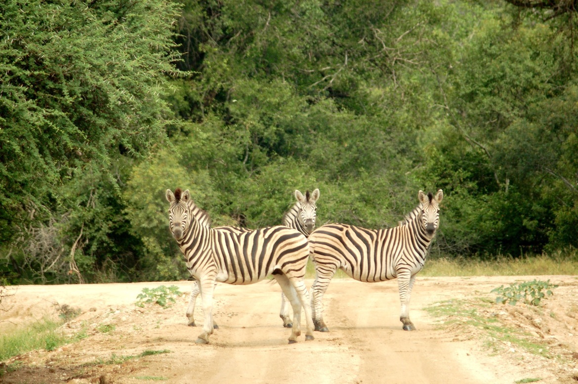 Zebra, Kruger National Park, South Africa