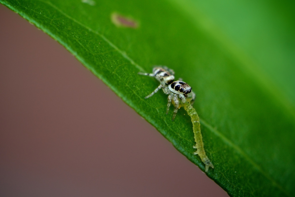 Jumping Spider, Upstate New York, United States