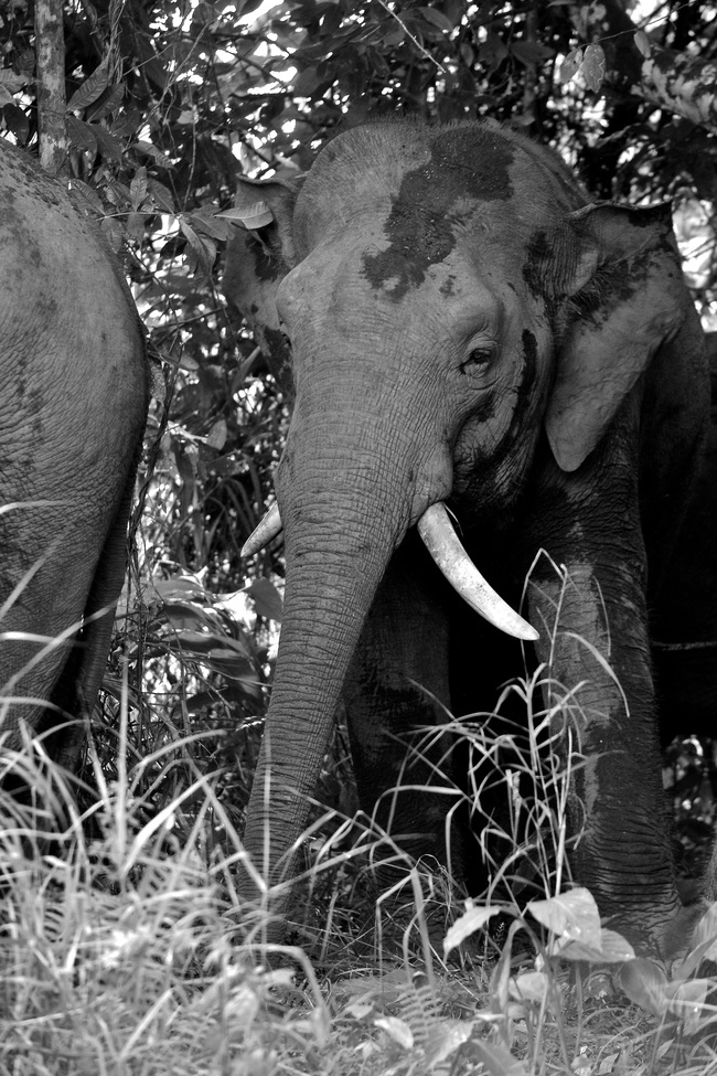 Borneo Pygmy Elephant, Kinabatangan River, Malaysia