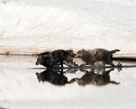 Grid two canyon pack wolves running across alum creek