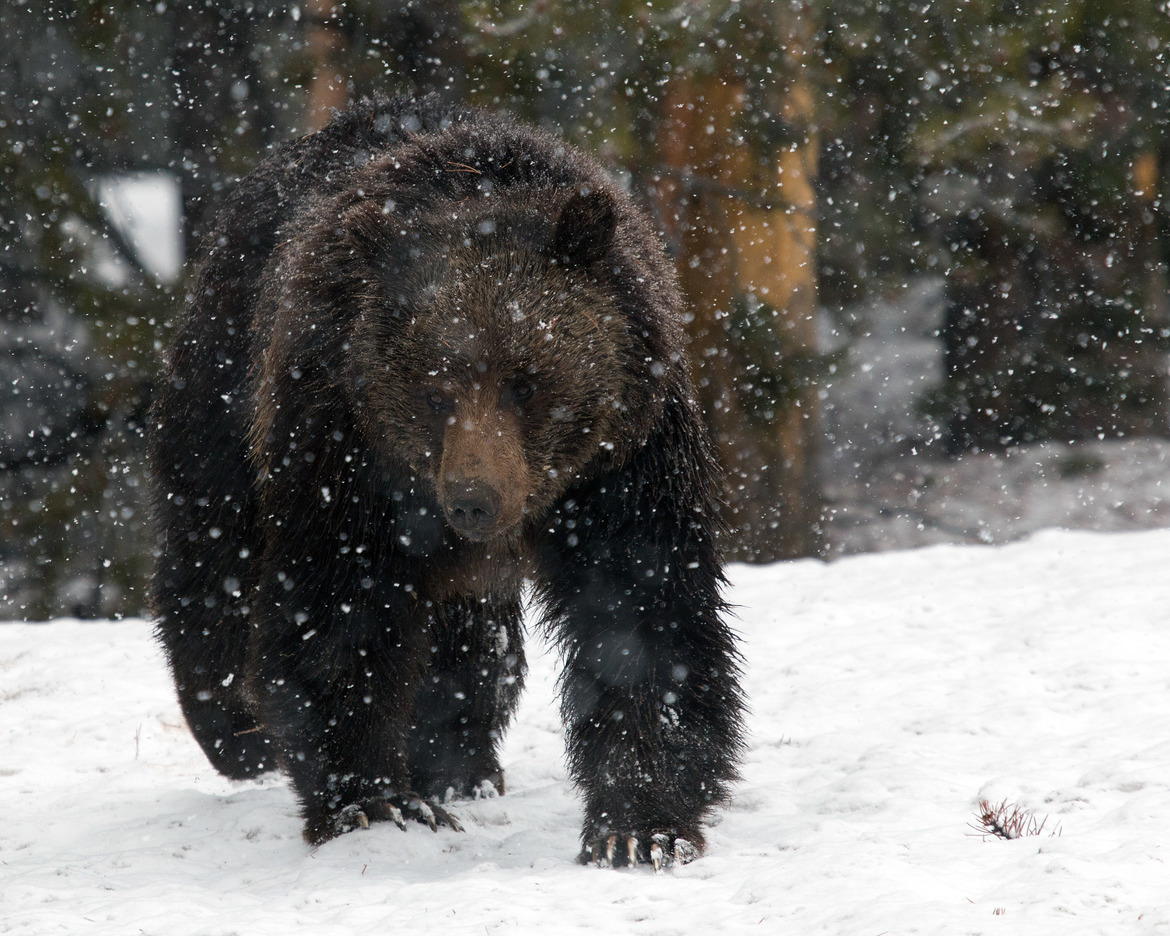 Grizzly bear, Yellowstone National Park, United States