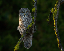 Grid great gray owl