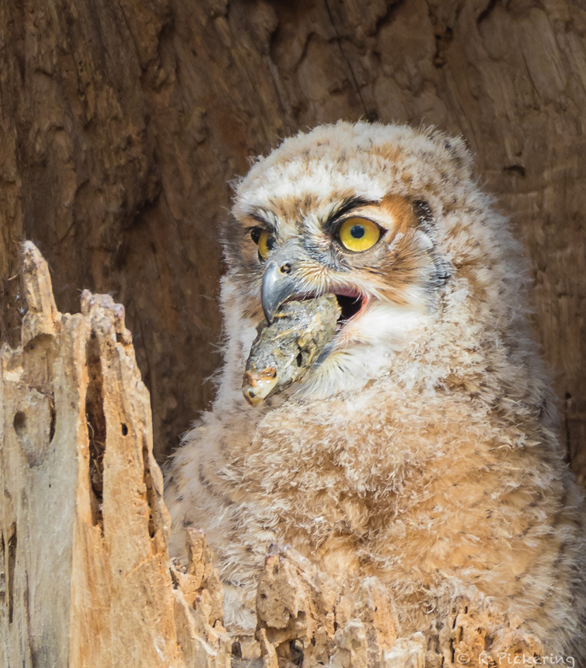 Great Horned Owl, Boulder County Colorado, USA
