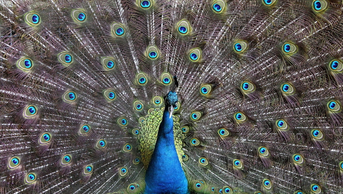 Peacock, Kuala Lumpur bird park, Malaysia