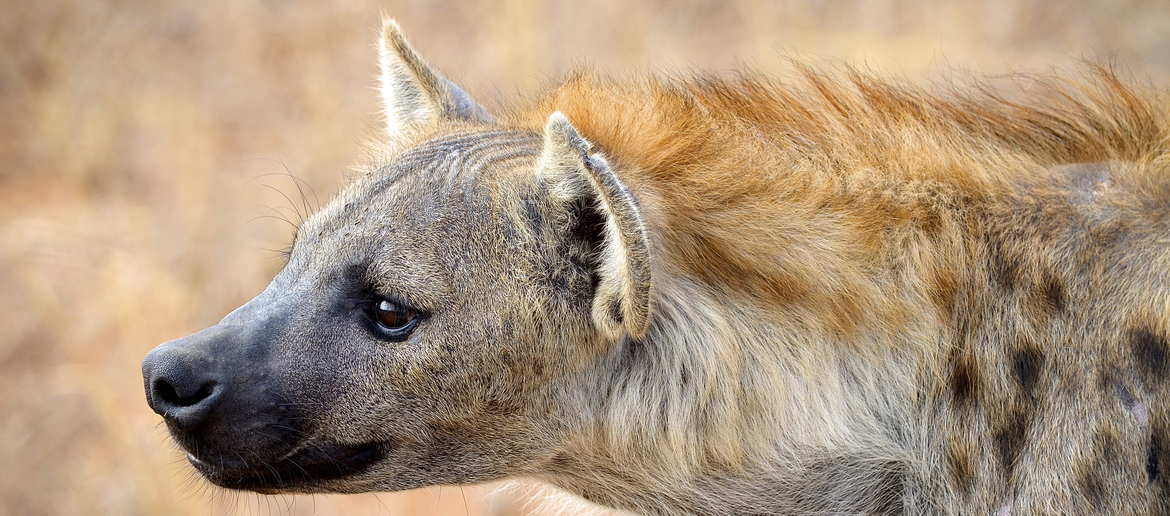 Hyena , Kruger National Park, South Africa