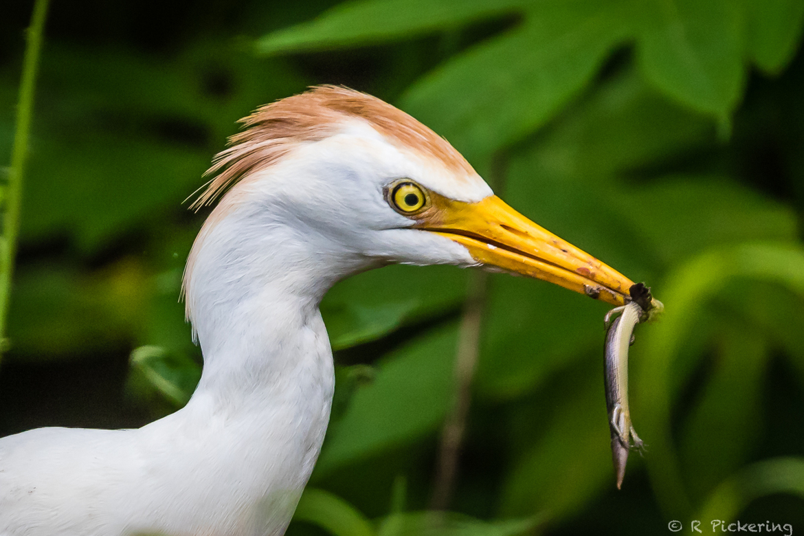Cattle Egret, Lake Martin Louisiana, USA
