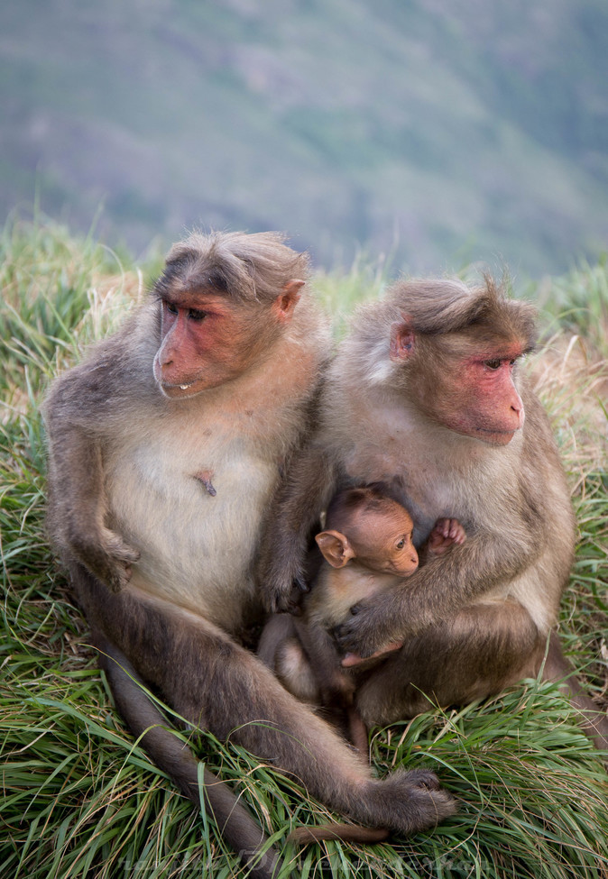 Macaca radiata, Kodaikanal, India
