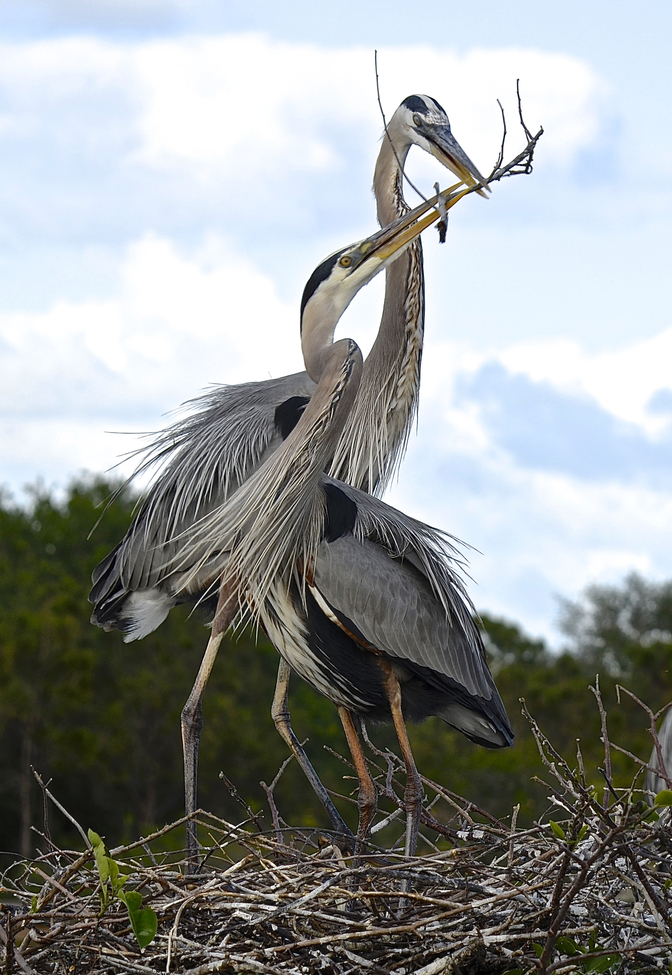 Great Blue Heron, Wakodahatchee Wetlands, United States