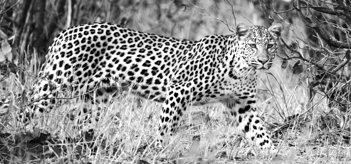 Leopard, Kruger National Park, South Africa