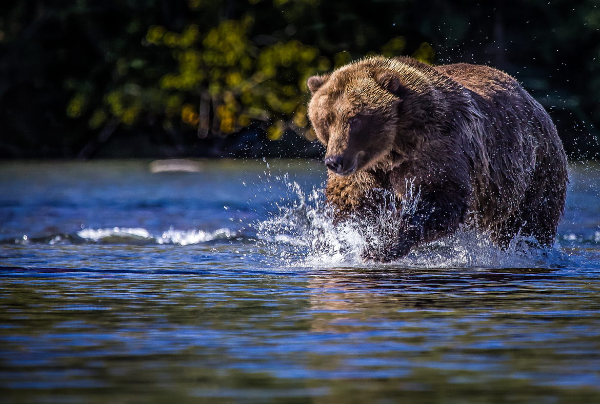 Grizzly, Brooks Island, Katmai, USA