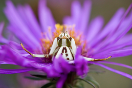 Grid jenniferdrewrowecrabspider  1 of 1 