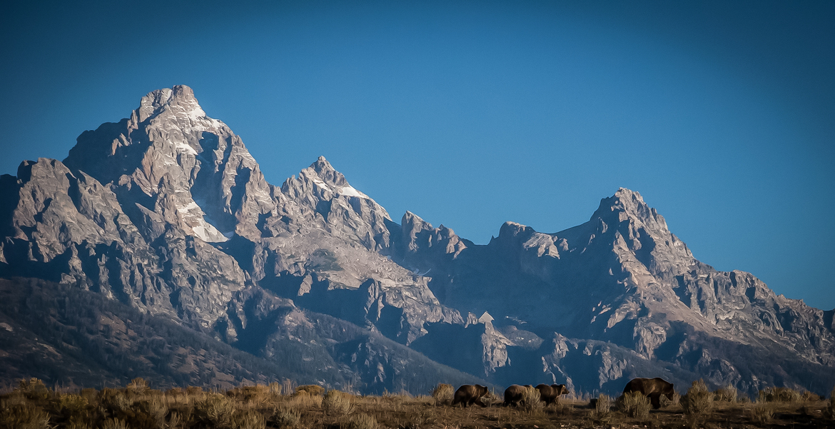 Grizzly, Tetons, USA