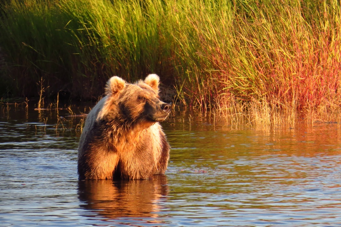 Grizzly Bear, Alaska - Brooks River Falls, USA