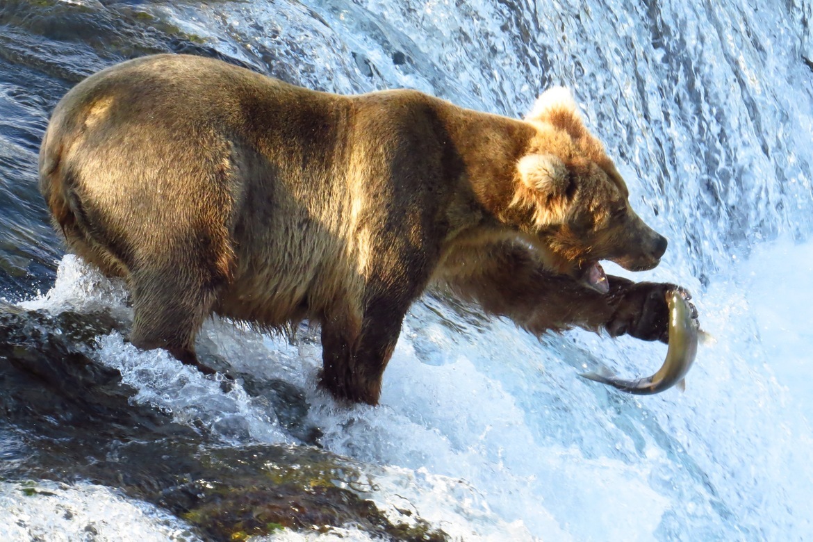 Grizzly Bear and Salmon, Alaska - Brooks River Falls, USA