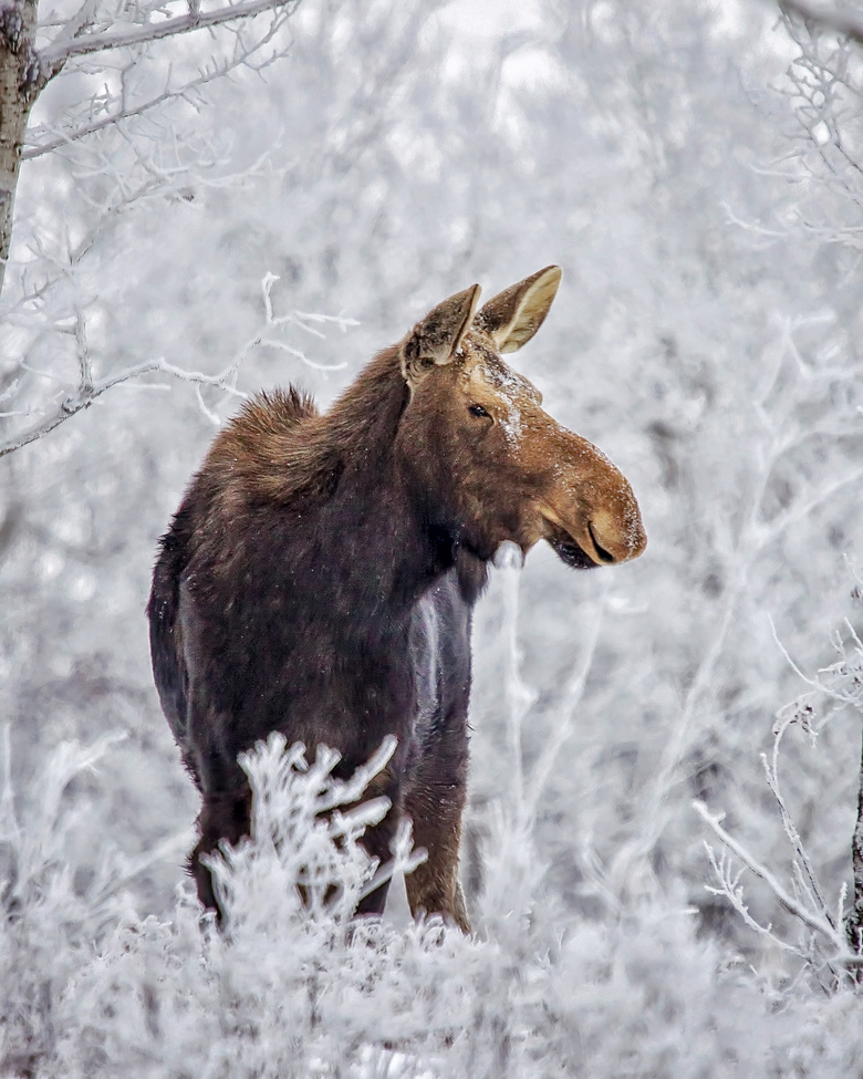 Moose, none, Canada