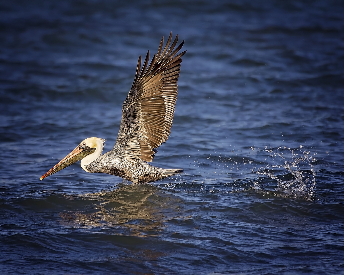 Brown Pelican, none, Jamaica