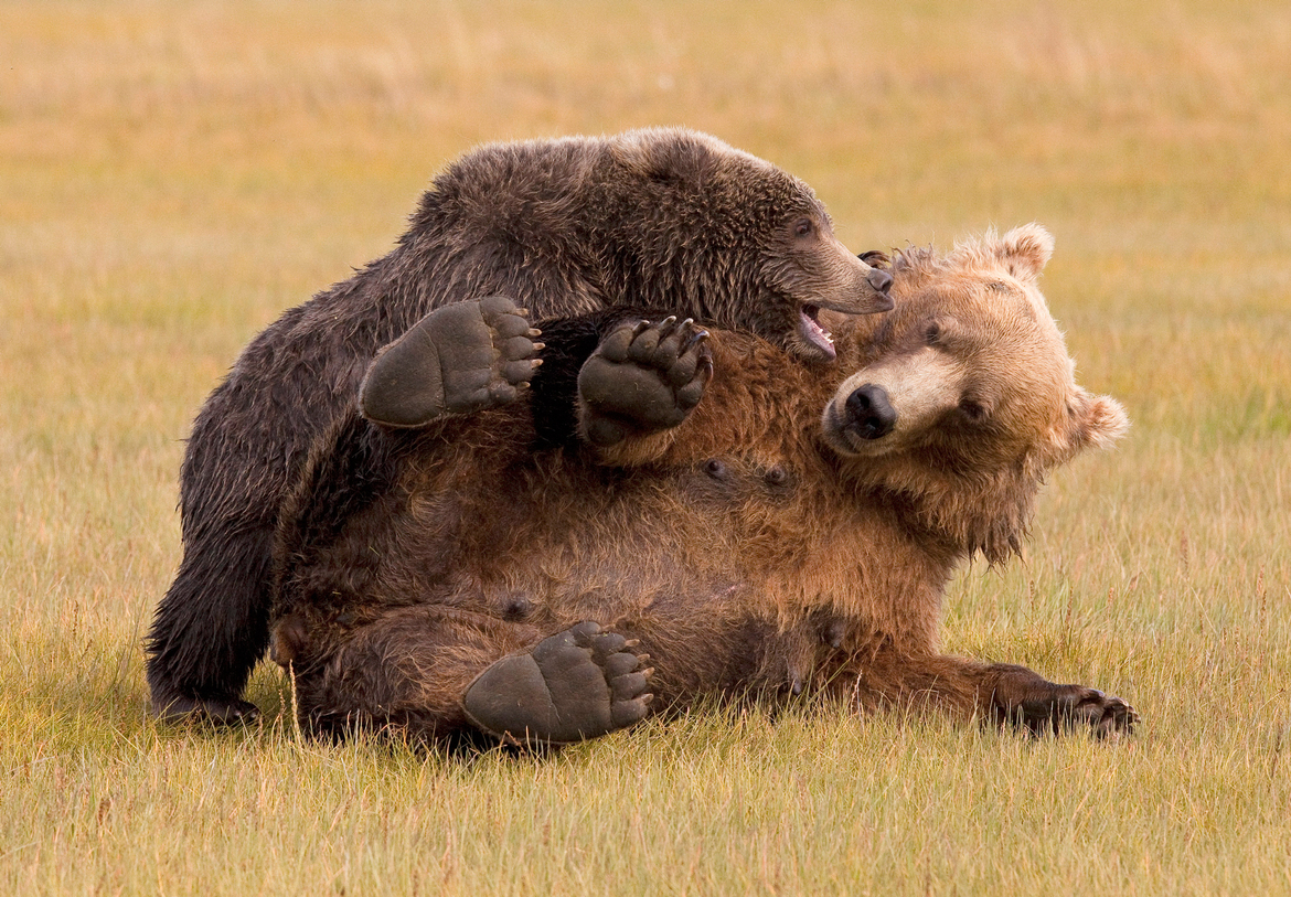 Brown bear, Katmai National Park, United States of America