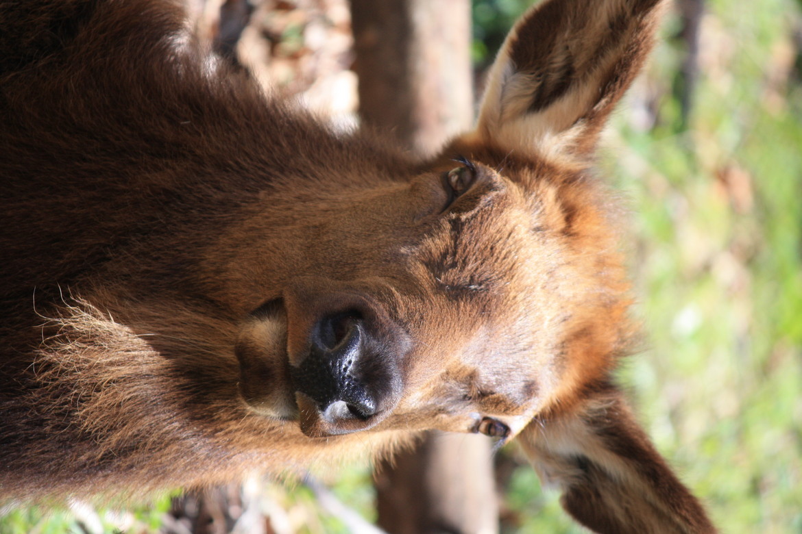 Female Elk, Cherokee North Carolina, USA