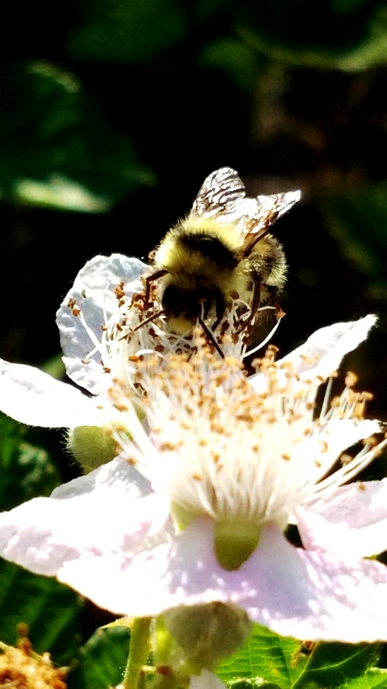 Bee, Berry Creek, North San Juan, Ca, United States 