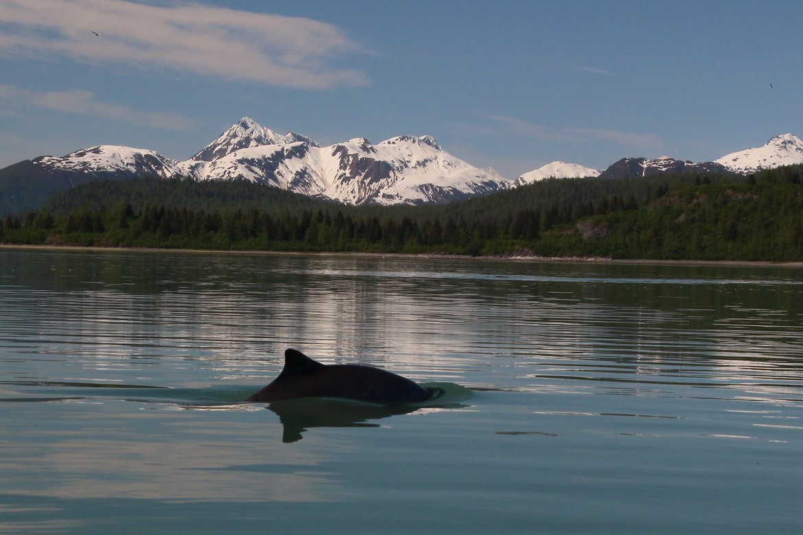 Harbor porpoise , Glacier Bay National Park , USA 