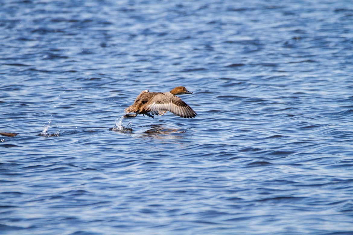 Female Canvasback duck, oak hammock marsh , Canada