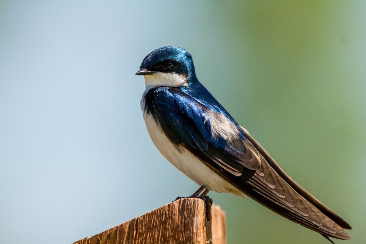 tree swallow, oak hammock marsh , Canada