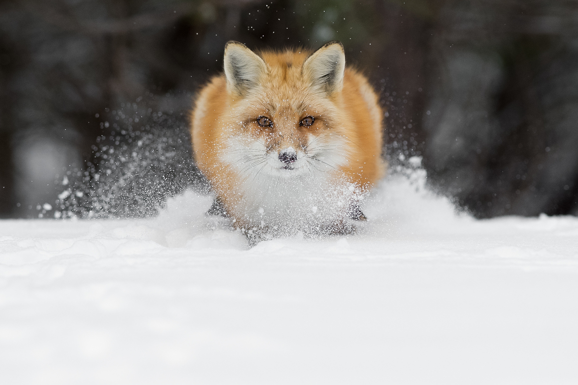 Red Fox, Algonquin Park, Canada