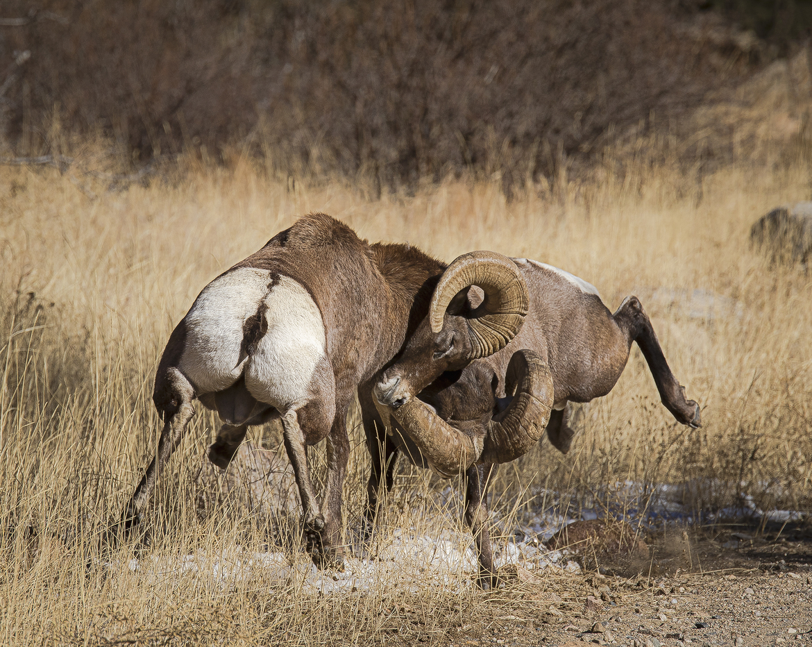 Rocky Mountain Bighorn Sheep (Ovis canadensis), Clear Creek County Colorado, USA