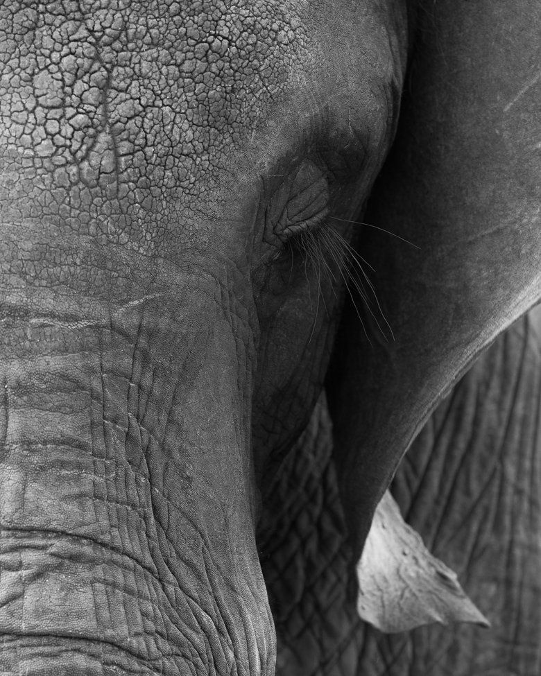 Elephant, Tarangire National Park, Tanzania 