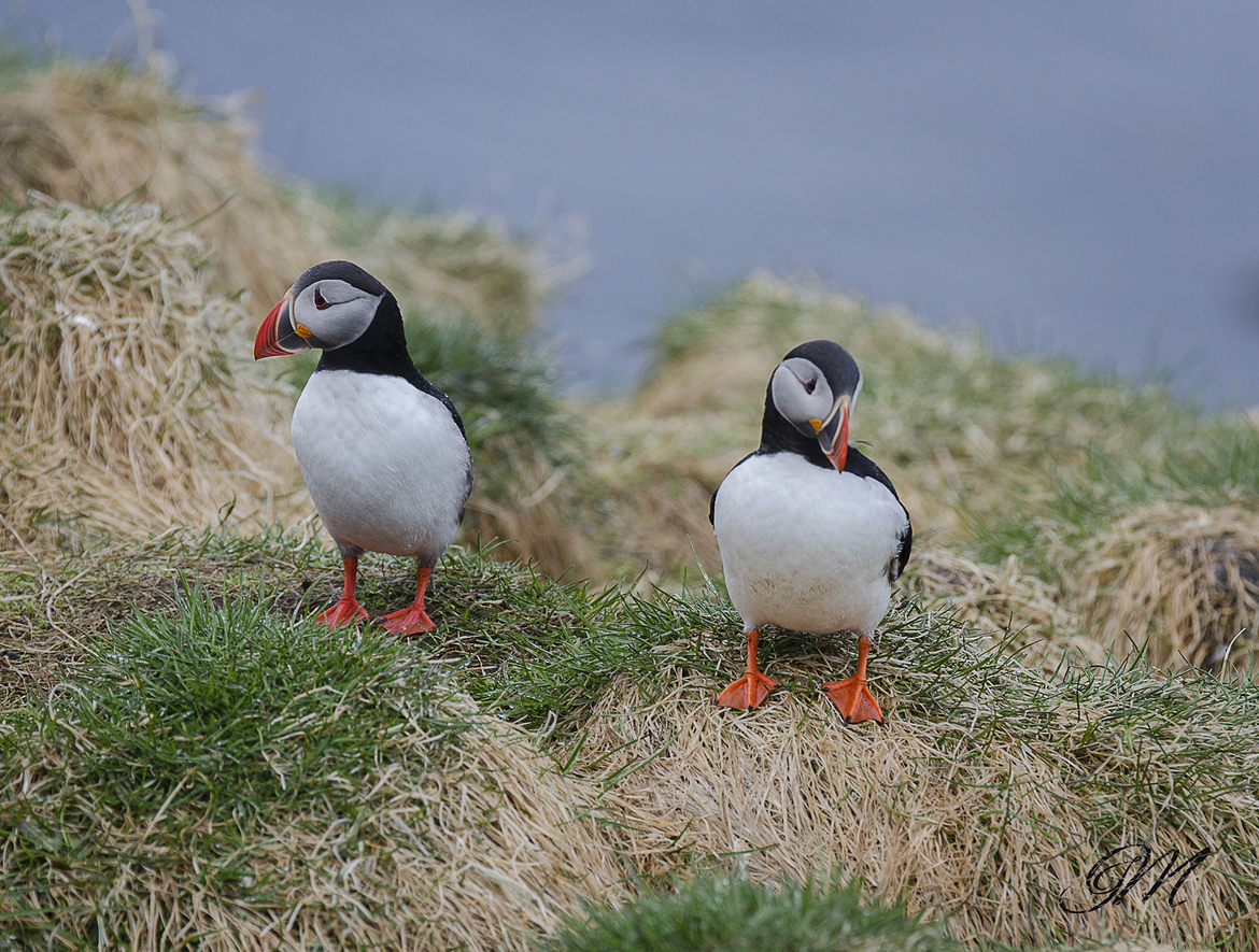Puffin, Borgarfjörður Eystri, Iceland