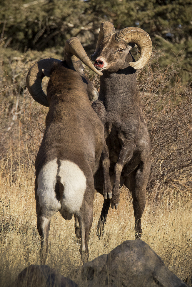Rocky Mountain Bighorn Sheep (Ovis Canadensis), Clear Creek County Colorado, USA