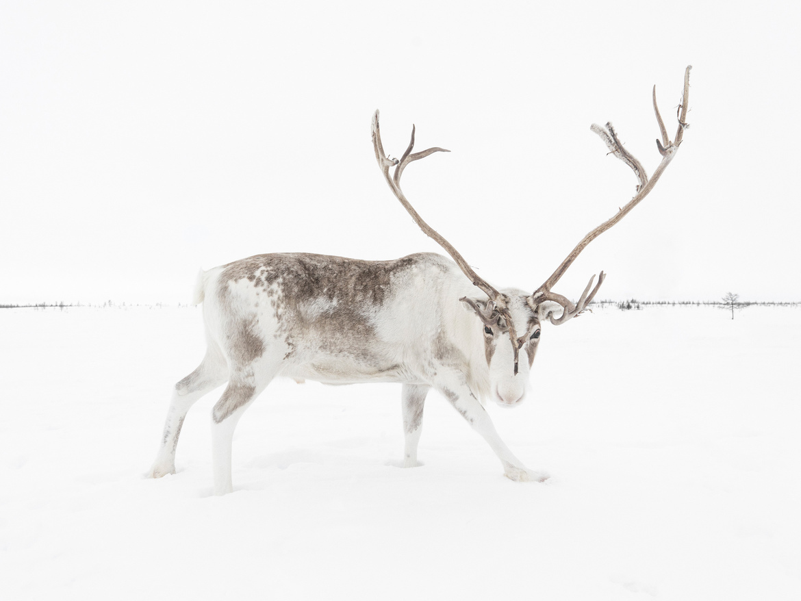 Reindeer, Yamal Autonomous Region, Russia