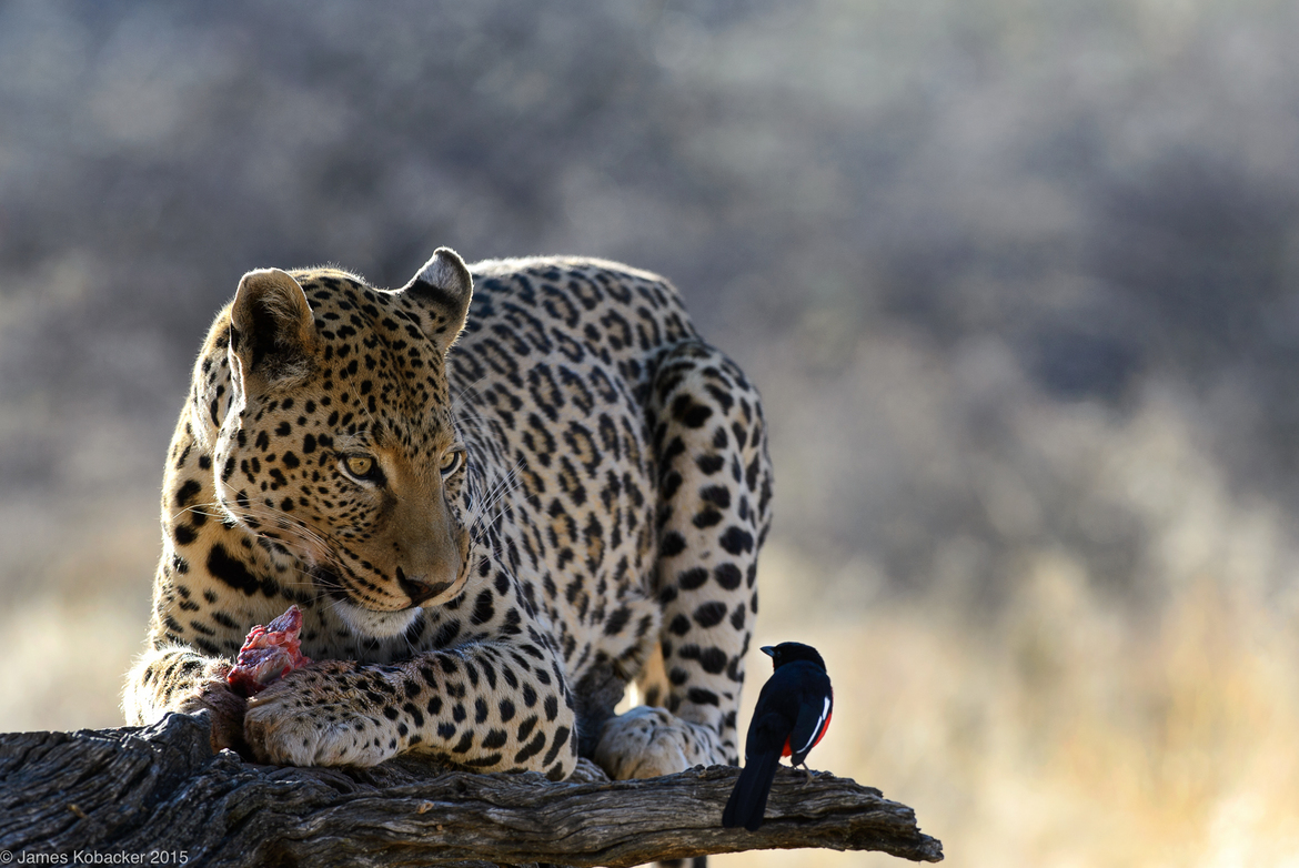 Leopard, Red Breasted Shrike, Okinjima, Namibia