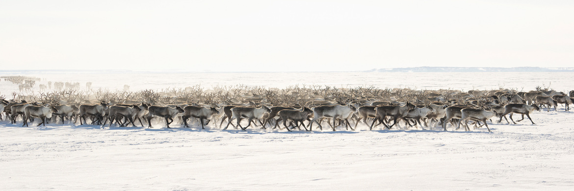 Reindeer, Yamal Autonomous Region, Russia