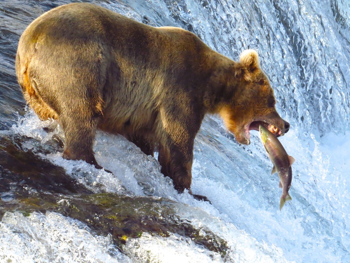 Grizzly  Bear and Salmon, Alaska - Brooks River Falls, USA