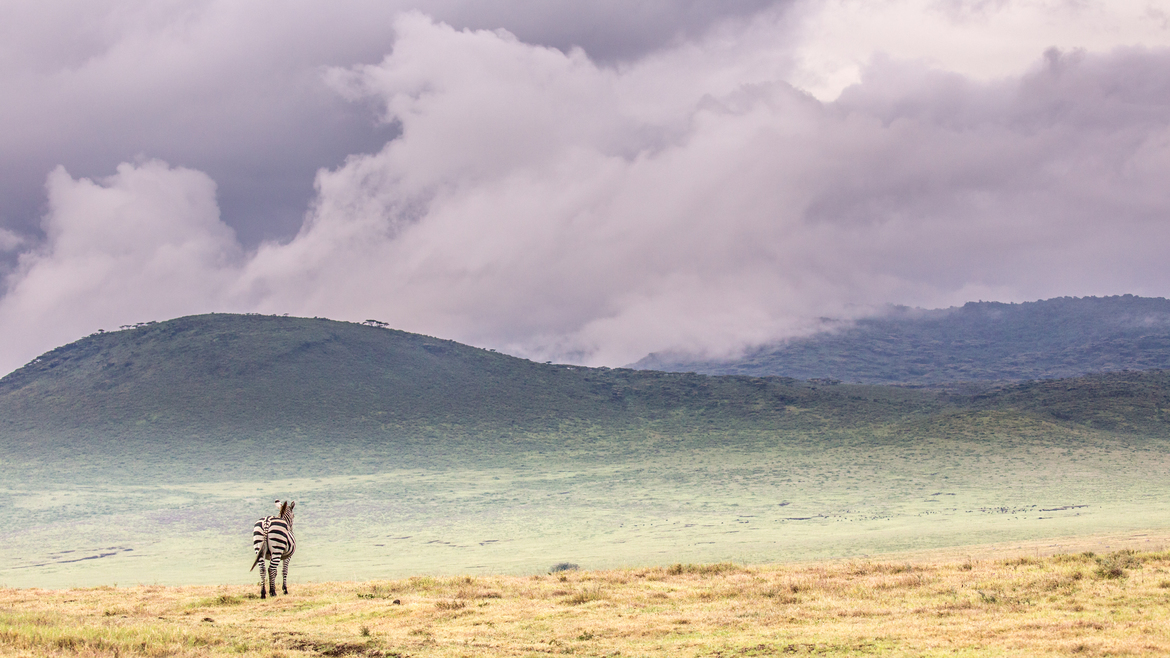 Zebra, Ngorongoro Crater, Ngorongoro Conservation Area, Tanzania