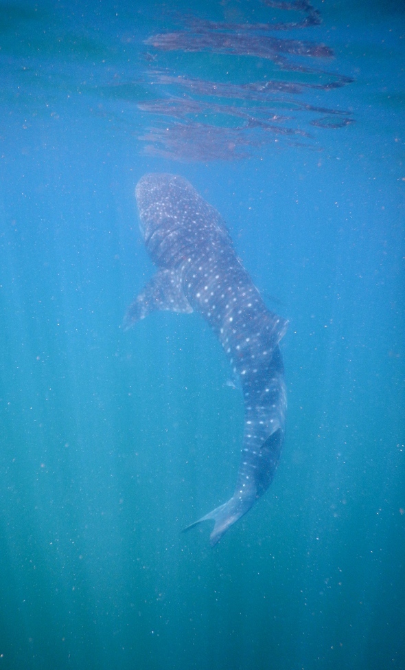 Whale Shark, Sea of Cortez, Mexico