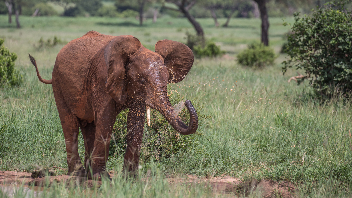 Elephant, Tarangire National Park, Tanzania