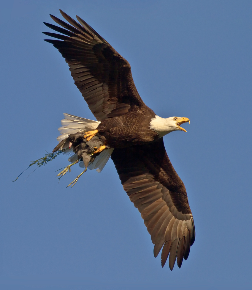 Bald Eagle, Florida, United States