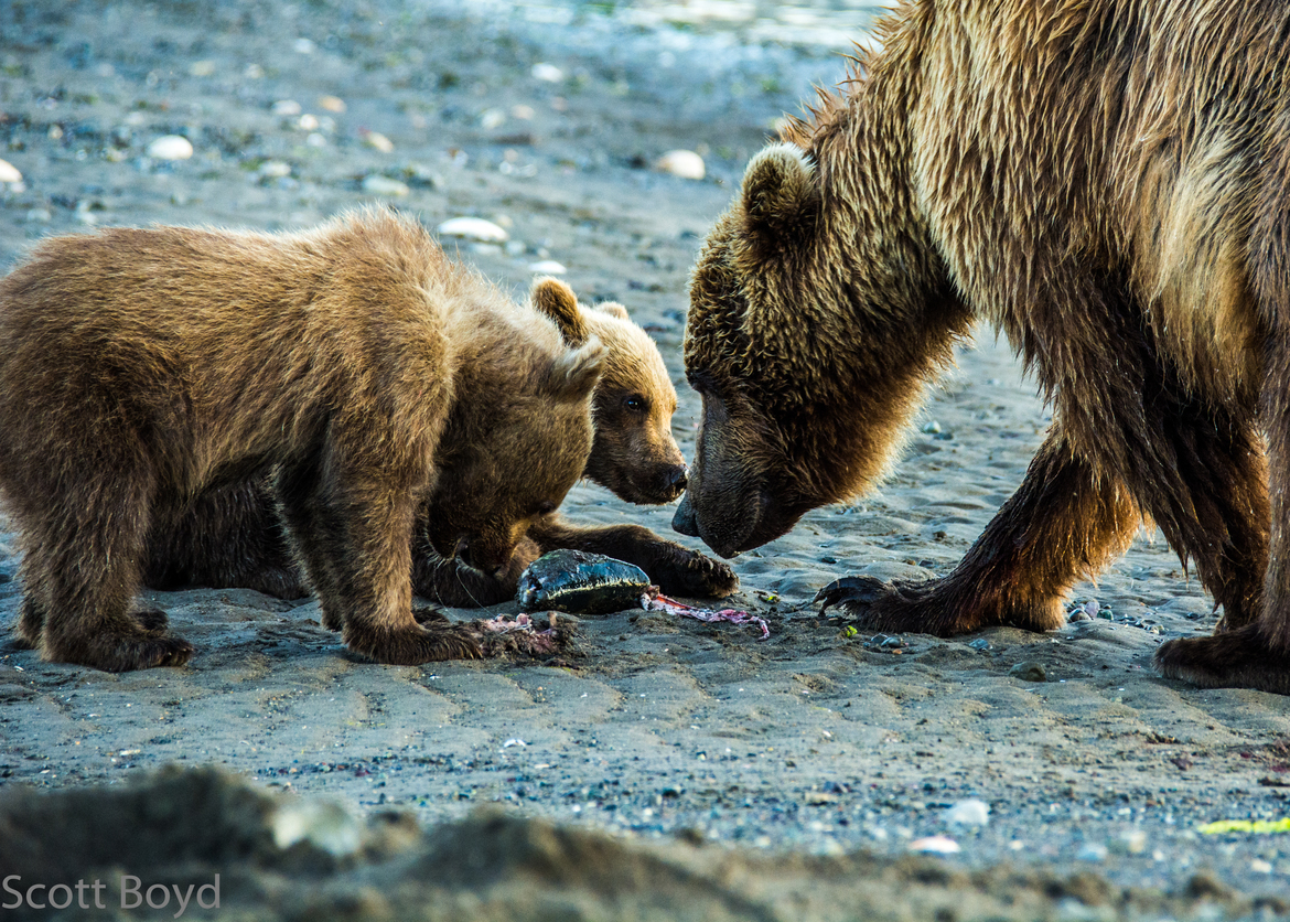 Alaskan Coastal Brown Bear/Ursus arctos alascensis, Lake Clark National Park, USA