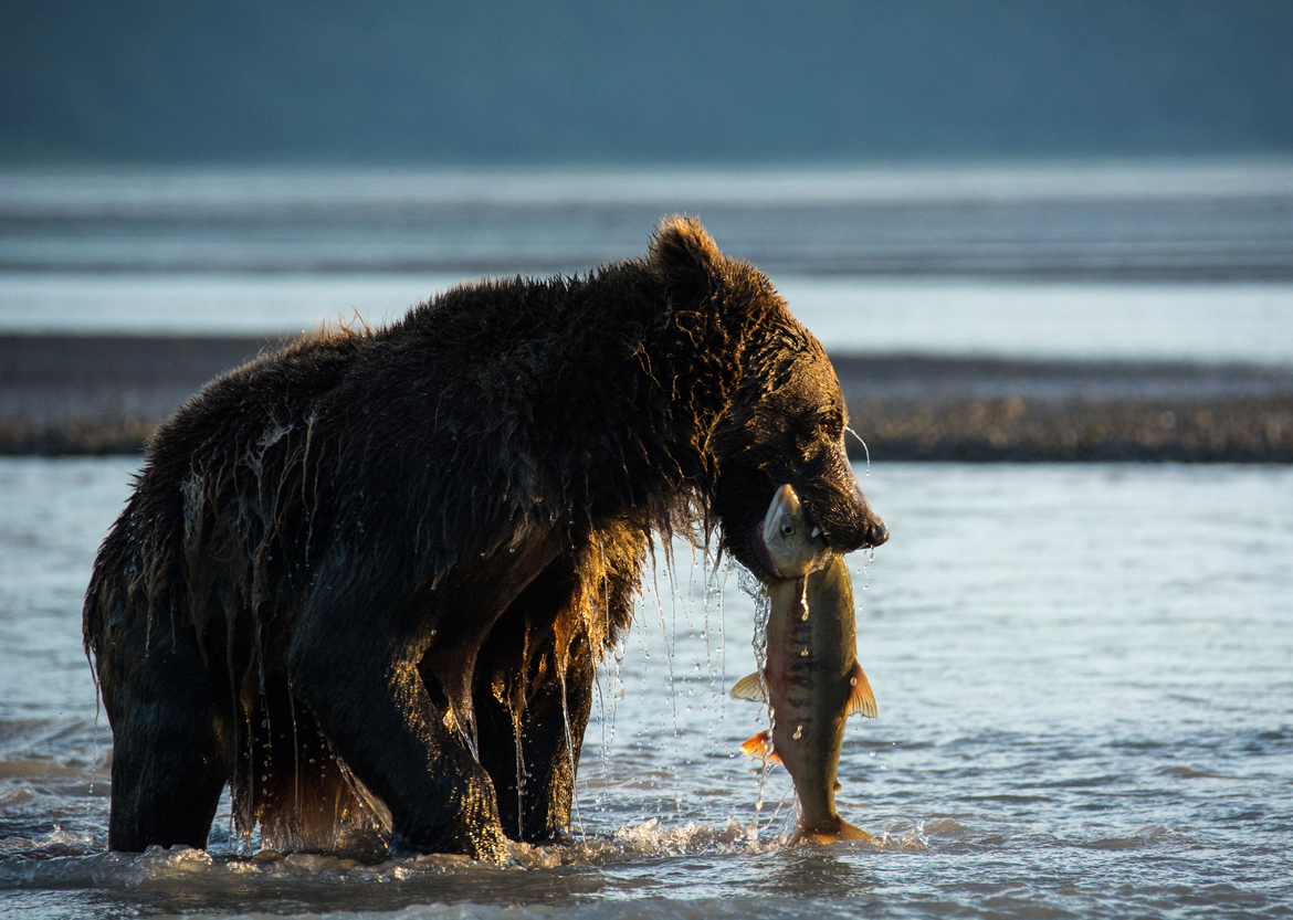Coastal Alaskan Brown Bear/Ursus Arctos Alascensis, Lake Clark National Park, USA