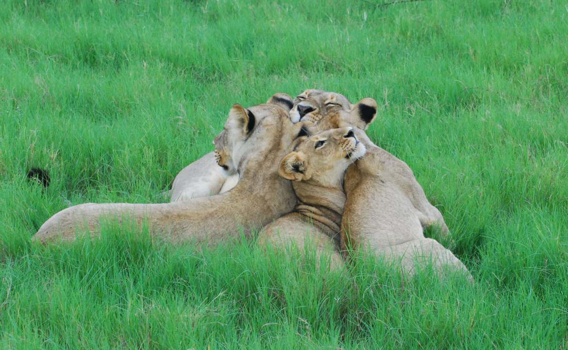 Lion, Okavango Delta, Botswana