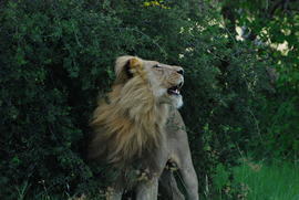 Grid eat your heart out fabio