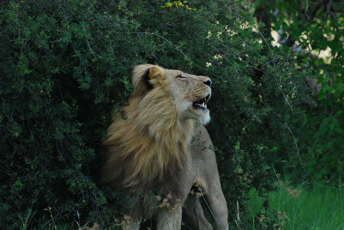 Lion, Okavango Delta, Botswana