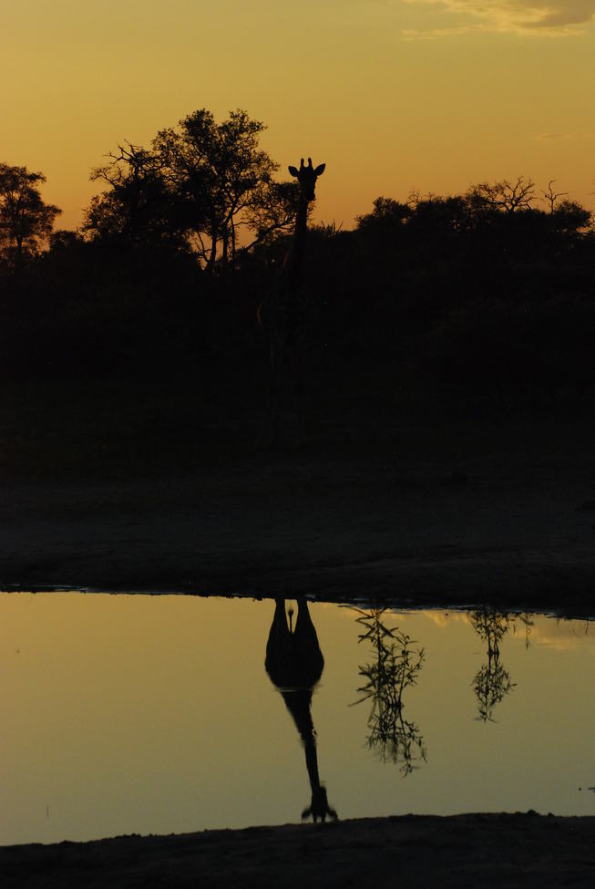 Giraffe, Okavango Delta, Botswana