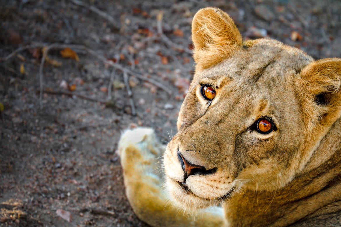 Lion, Kreuger National Park, South Africa