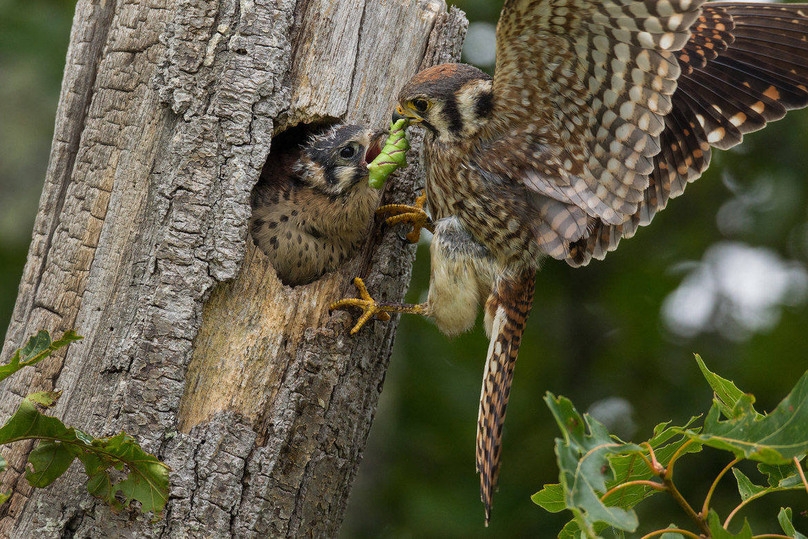 American Kestrel, Essex County, Massachusetts, United States