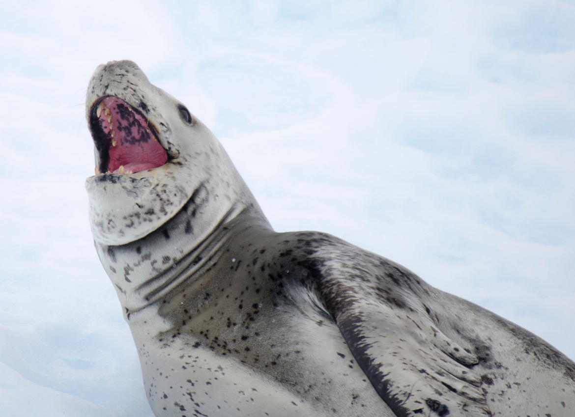 Leopard Seal, Millelsen Harbor, Antarctica