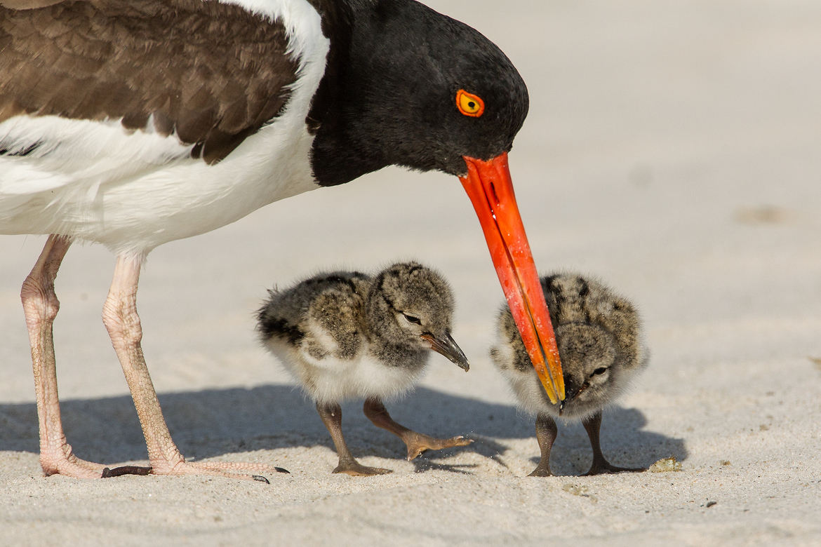 American Oystercatcher, Long Island, New York, United States